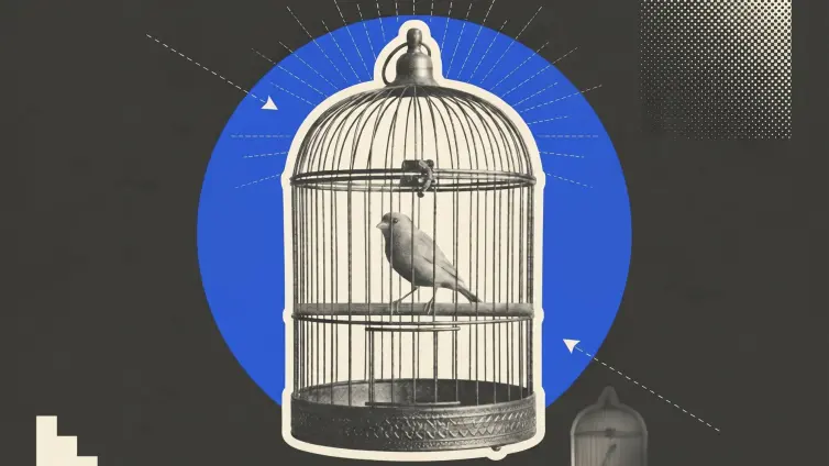 canary in a bird cage.
